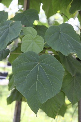 PAULOWNIA tomentosa