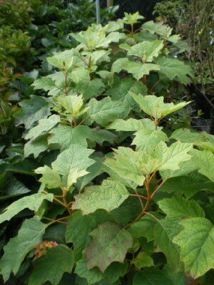 HYDRANGEA quercifolia
