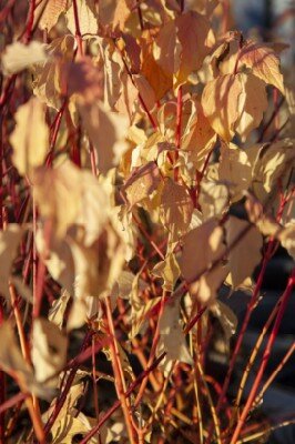 CORNUS sanguinea 'Anny's Winter Orange'