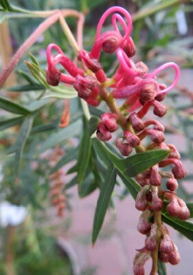 GREVILLEA 'Bronze Rambler'