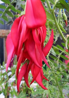 CLIANTHUS puniceus 'Kaka King' - image 1