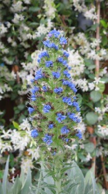 ECHIUM candicans