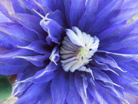 CLEMATIS 'Multi Blue'