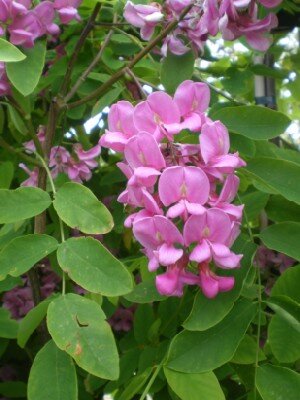 ROBINIA pseudoacacia 'Pink Cascade'