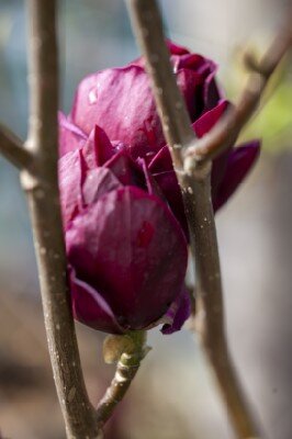 MAGNOLIA 'Genie'