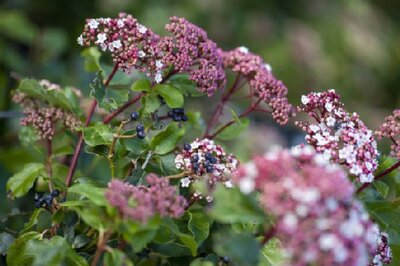 VIBURNUM tinus