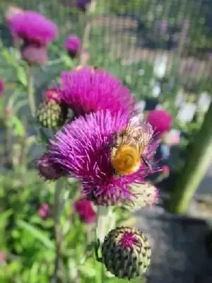 CIRSIUM rivulare 'Trevor's Blue Wonder'