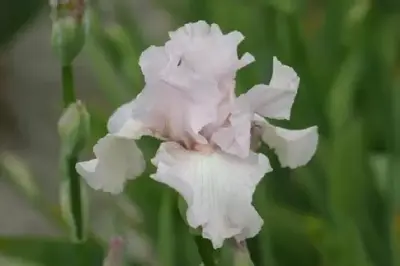 IRIS 'Cherished'