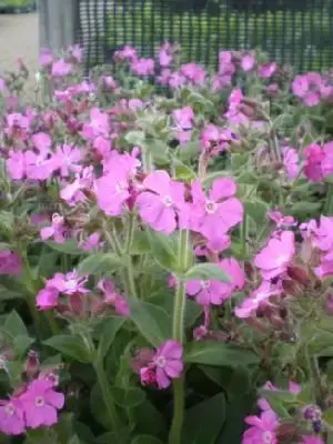 SILENE dioica 'Rollie's Favorite'