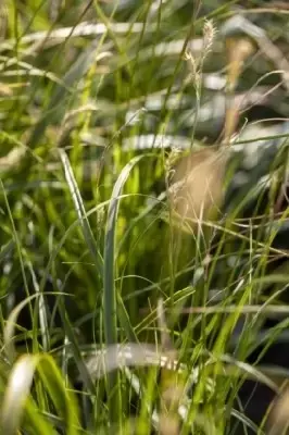 CAREX oshimensis 'Everlime'