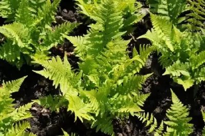 DRYOPTERIS filix-mas