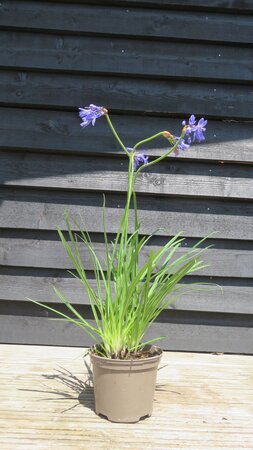 AGAPANTHUS 'Star Quality'