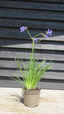 AGAPANTHUS 'Star Quality'