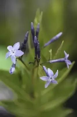 AMSONIA 'Blue Ice'