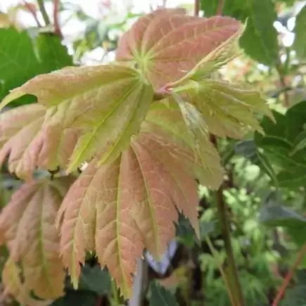 ACER japonicum 'Vitifolium' - image 1