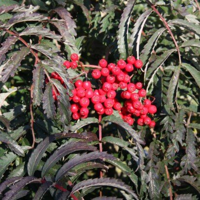 SORBUS 'Chinese Lace'