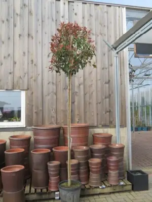 PHOTINIA x fraseri 'Red Robin'