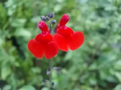 SALVIA 'Royal Bumble'