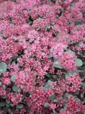 HYLOTELEPHIUM cauticola 'Coca-Cola'