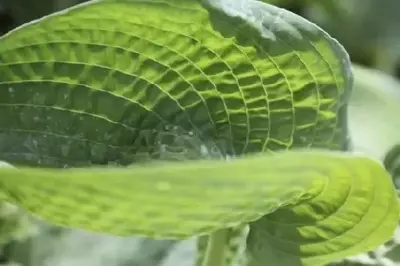 HOSTA 'Abiqua Drinking Gourd'