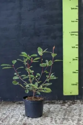 PHOTINIA x fraseri 'Louise'