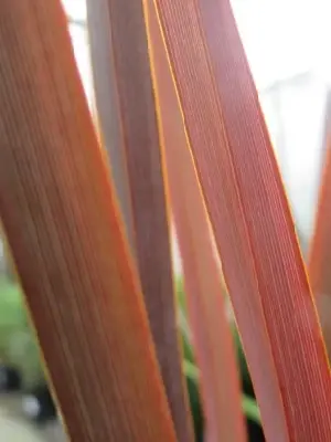 PHORMIUM 'Red Sensation'