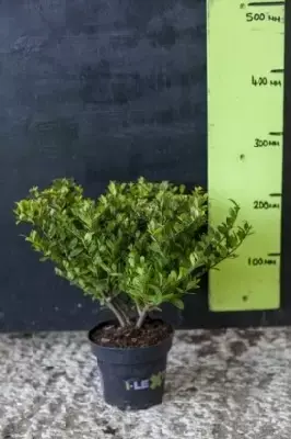 ILEX crenata 'Dark Green'