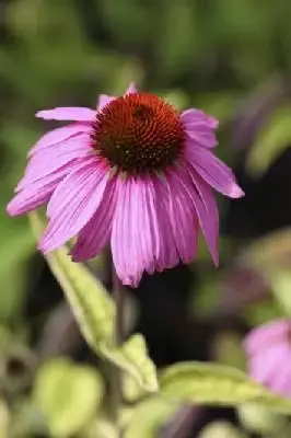 ECHINACEA purpurea 'Prairie Splendor'