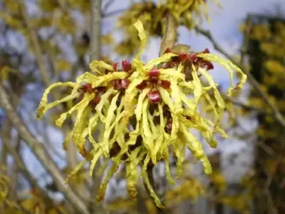 HAMAMELIS x intermedia 'Arnold Promise' - image 2