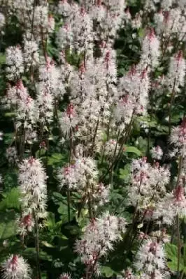 TIARELLA 'Spring Symphony'