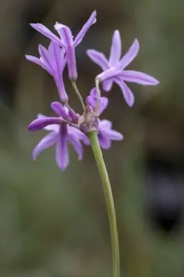 TULBAGHIA violacea 'Silver Lace' - image 1