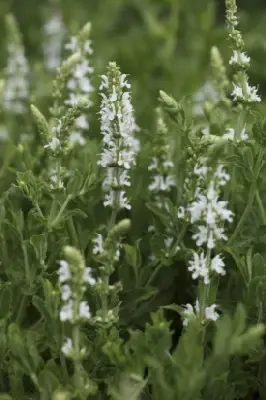 SALVIA x sylvestris 'Schneehugel' - image 1