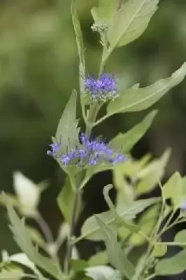 CARYOPTERIS x clandonensis 'Worcester Gold'