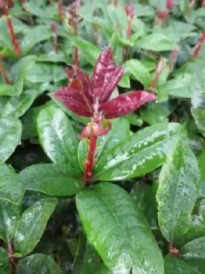 RHODODENDRON 'Moser's Maroon'