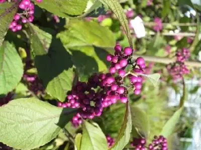 CALLICARPA bodinieri 'Profusion' - image 1