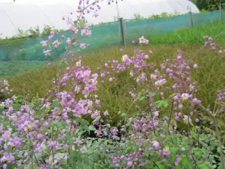 THALICTRUM delavayi