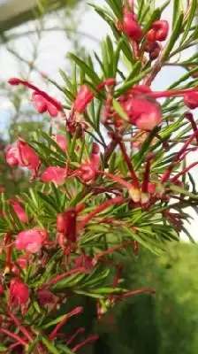 GREVILLEA 'Clearview David'