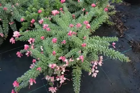 GREVILLEA lanigera 'Mount Tamboritha'