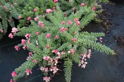 GREVILLEA lanigera 'Mount Tamboritha'