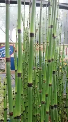 EQUISETUM ramosissimum japonicum