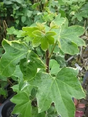FATSHEDERA lizei 'Variegata' - Provender Nurseries - Wholesale Nursery in  Swanley, Kent