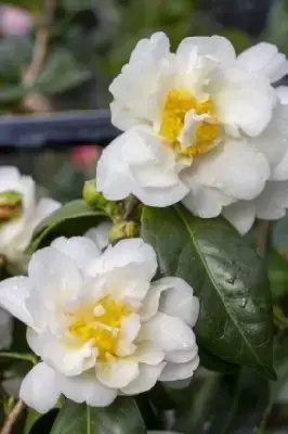 CAMELLIA japonica 'Silver Anniversary'