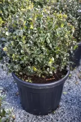 ILEX x meserveae 'Blue Prince'
