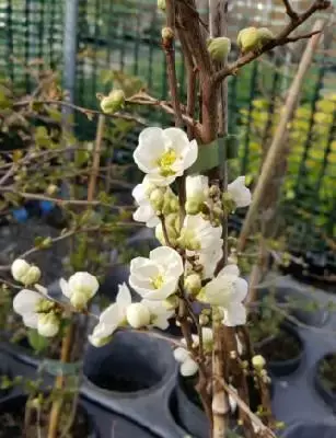 CHAENOMELES x superba 'Jet Trail'