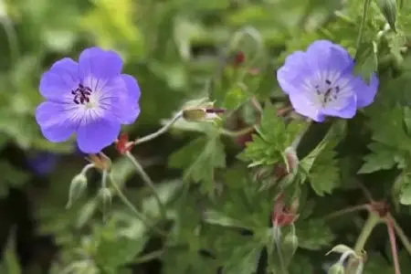 GERANIUM 'Azure Rush'