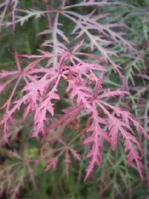 ACER palmatum dissectum 'Baldsmith' - image 6