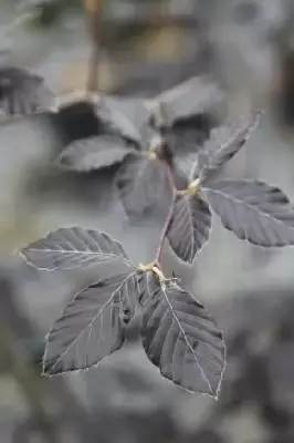 FAGUS sylvatica 'Atropurpurea'