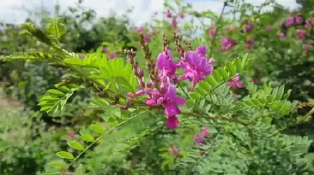 INDIGOFERA heterantha