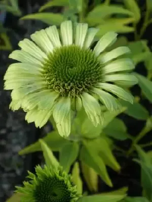 ECHINACEA purpurea 'Green Jewel'