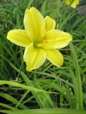 HEMEROCALLIS 'Green Flutter'